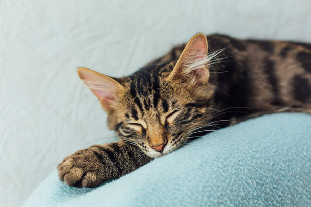 Kleine Holzkohlebengal-Katze liegt und entspannt auf dem blauen Hintergrund. - Foto, Bild