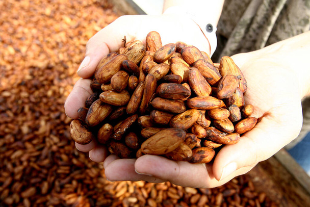 ilheus, bahia / brazil - august 7, 2011: dried cacao seeds are seen in a fruit plantation farm in the city of Ilheus, in southern Bahia. - Photo, Image