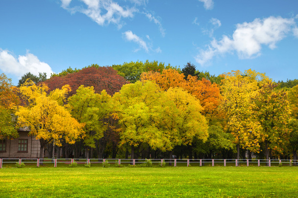 Autumn trees over the blue sky - Zdjęcie, obraz