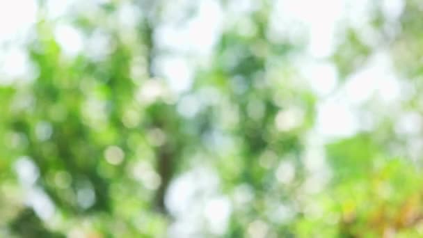 blurred waving trees green nature bokeh background - Footage, Video
