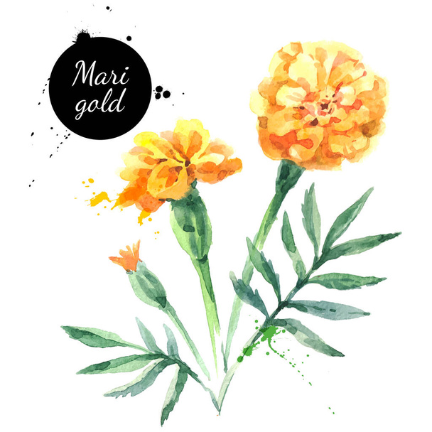 Ručně kreslené akvarel marigold květinové ilustrace. Vektor malované náčrt botanické byliny izolované na bílém pozadí  - Vektor, obrázek