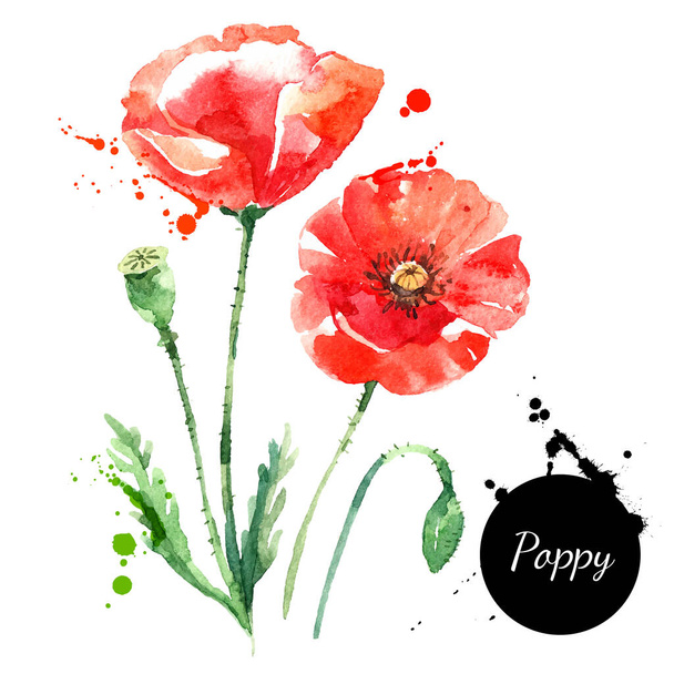 Hand drawn watercolor poppy vector illustration. Painted sketch botanical herbs isolated on white background  - Vector, Image