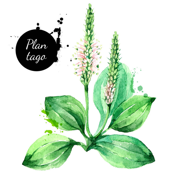 Handgezeichnete Aquarell Plantago Vektorillustration. Bemalte Skizze botanischer Kräuter isoliert auf weißem Hintergrund  - Vektor, Bild