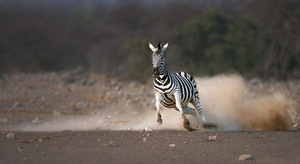 zebra corrente
 - Foto, Imagem
