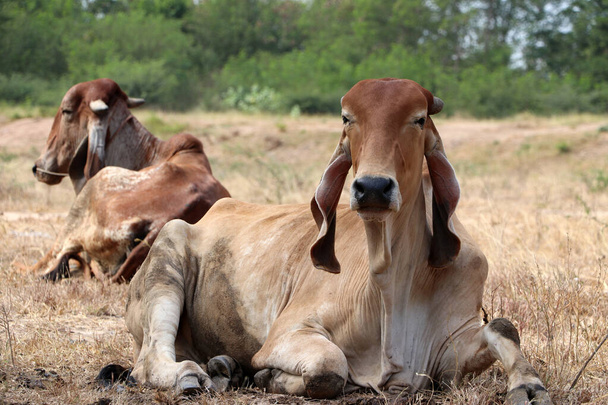 Deux vaches allongées dans la prairie. Un focus et un out focus. - Photo, image