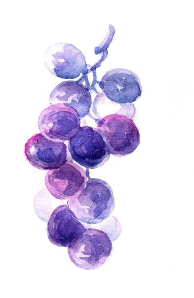 Watercolor Grapes - Foto, Imagen