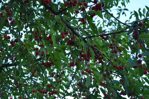 Cerejeira azeda (Prunus cerasus) no jardim.Nova colheita de Prunus cerasus cereja azeda, torta ou cereja anã, jardim ensolarado com cerejeiras
 - Foto, Imagem