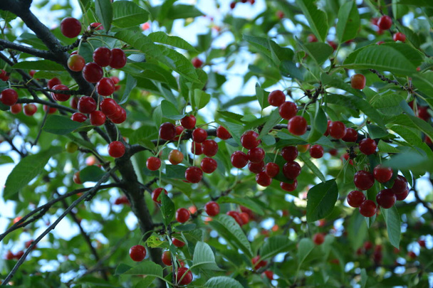Sour cherry tree (Prunus cerasus) in the garden.New harvest of Prunus cerasus sour cherry, tart or dwarf cherry in, sunny garden with cherry trees - Photo, Image
