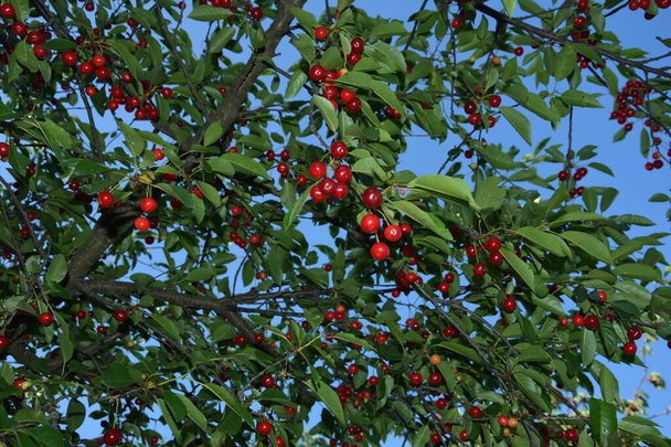Sour cherry tree (Prunus cerasus) in the garden.New harvest of Prunus cerasus sour cherry, tart or dwarf cherry in, sunny garden with cherry trees - Photo, Image