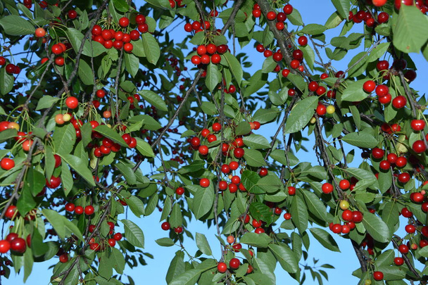 Cerejeira azeda (Prunus cerasus) no jardim.Nova colheita de Prunus cerasus cereja azeda, torta ou cereja anã, jardim ensolarado com cerejeiras
 - Foto, Imagem