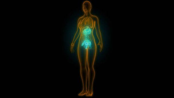 Sistema reproductivo femenino con sistema nervioso y anatomía vesical urinaria. 3D - Foto, Imagen