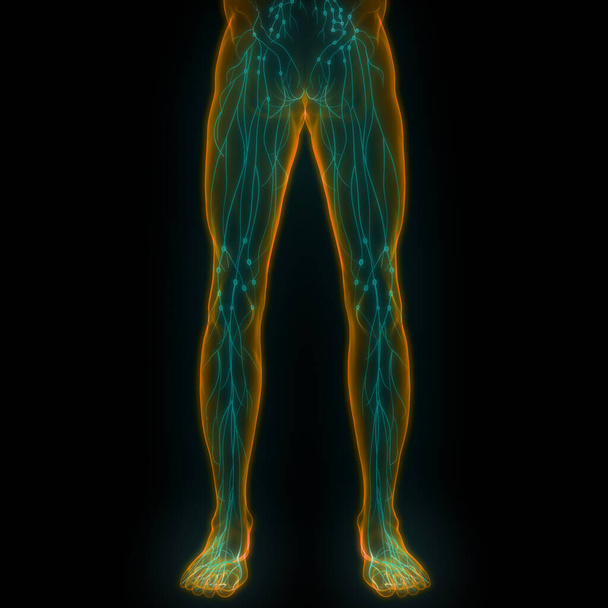 Human Internal system Lymph Nodes Anatomy. 3D - Photo, Image