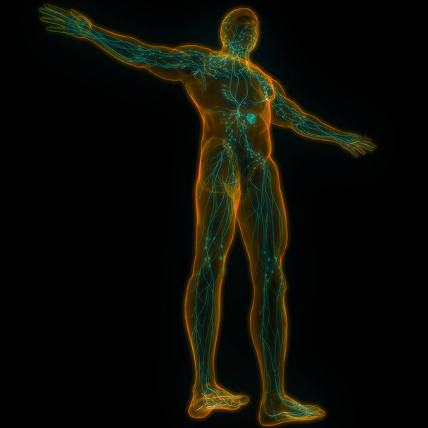 Sistema Interno Humano Anatomia dos nódulos linfáticos. 3D - Foto, Imagem