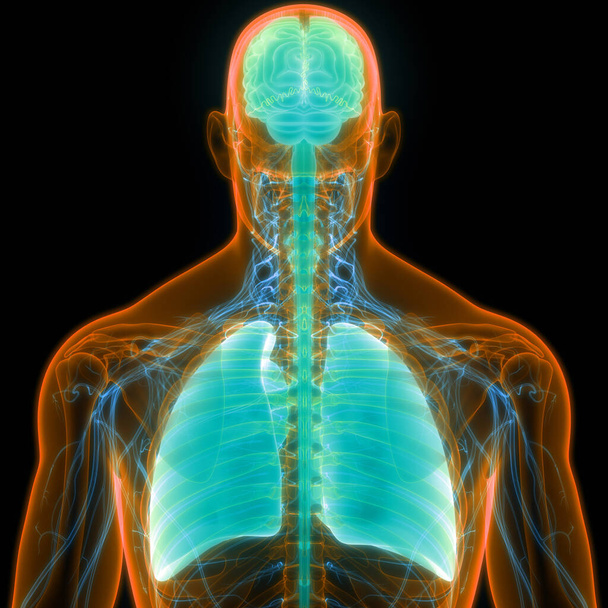 Ανθρώπινα εσωτερικά όργανα Πνεύμονες με Ανατομία του Εγκεφάλου. 3D - Φωτογραφία, εικόνα