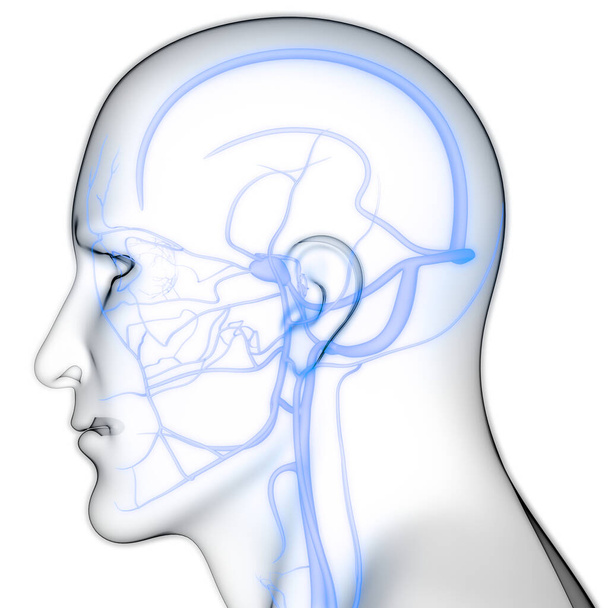 İnsan iç sistemi lenf düğümleri anatomisi. Üç Boyut - Fotoğraf, Görsel