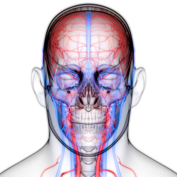 Emberi belső rendszer nyirokcsomók anatómia. 3D - Fotó, kép