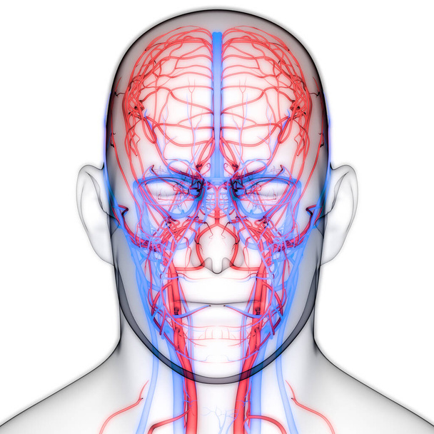 Human Internal system Lymph Nodes Anatomy. 3D - Photo, Image