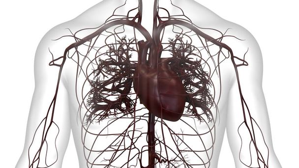 Ludzki układ krążenia Anatomia serca. 3D - Zdjęcie, obraz