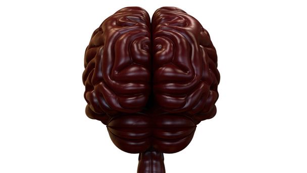 Κεντρικό όργανο του ανθρώπινου νευρικού συστήματος Ανατομία του εγκεφάλου. 3D - Φωτογραφία, εικόνα
