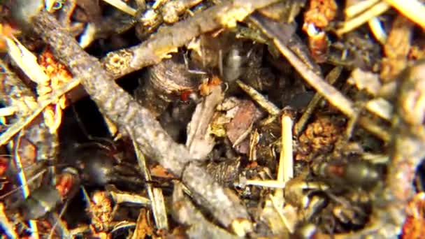 The anthill is always in motion because the ants never stop. - Footage, Video