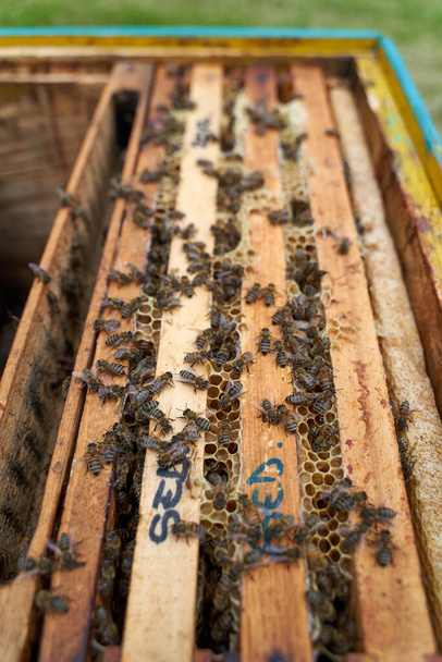 Közelkép a méhkasban, miközben a méhek dolgoznak. - Fotó, kép