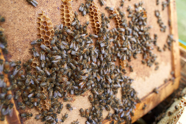 Closeup inside the beehive while the bees are working - 写真・画像