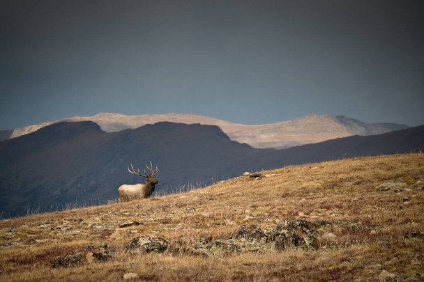Male elk close to Toll Memorial Trail in Rocky Mountain National Park, Colorado, USA - Photo, Image