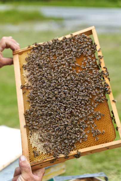Beekeeper holding a frame with honeycomb and bees - Fotoğraf, Görsel