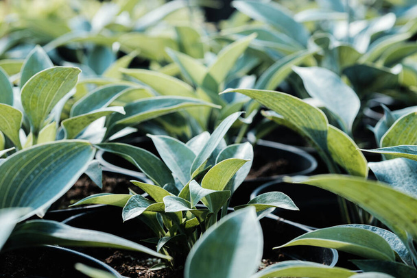 Arbustes de l'usine Hosta dans des pots pour le transport dans un magasin de jardinage. Hosta - une plante ornementale pour l'aménagement paysager du parc et du jardin.Les feuilles vertes de Hosta en été. Concept de vie verte. - Photo, image