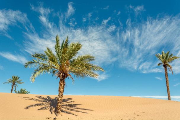 モロッコの砂漠のオアシスのヤシ｜サハラアフリカ砂丘 - 写真・画像