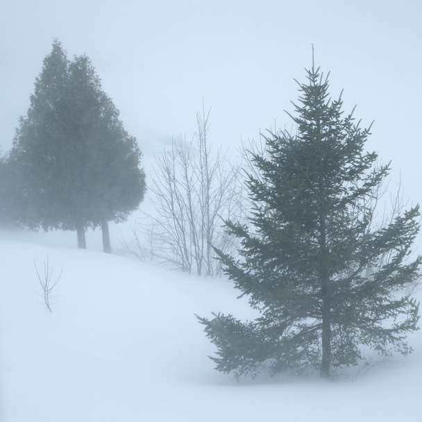 Escena de invierno
 - Foto, imagen