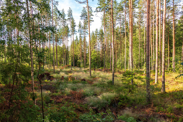 View of a partially deforested forest in Sweden - Photo, Image