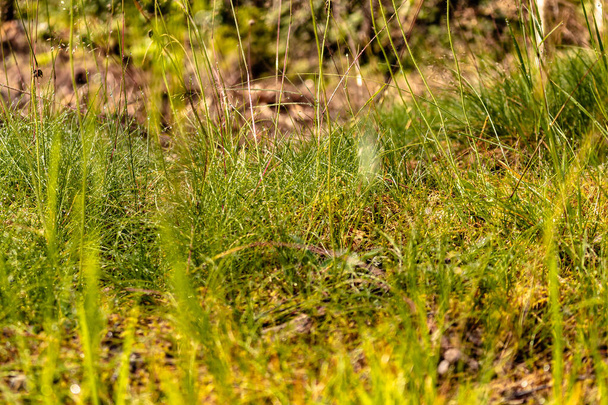 Close-up do chão da floresta com várias plantas e musgos
 - Foto, Imagem