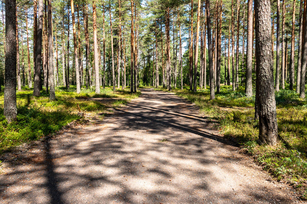 Vista de un bosque soleado y ligero con un estrecho sendero forestal en un día de verano - Foto, imagen