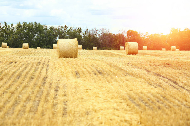 Un paisaje de un campo de trigo segado al atardecer con enormes pajar. Verano. Agricultura. Cosecha. Producción de panadería. Comida ecológica y concepto de estilo de vida saludable - Foto, Imagen