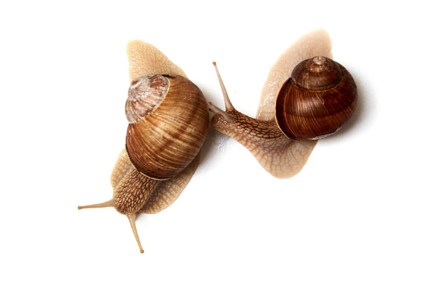 Two snails on a white background. Isolated. The concept of relationships, love. - Foto, afbeelding