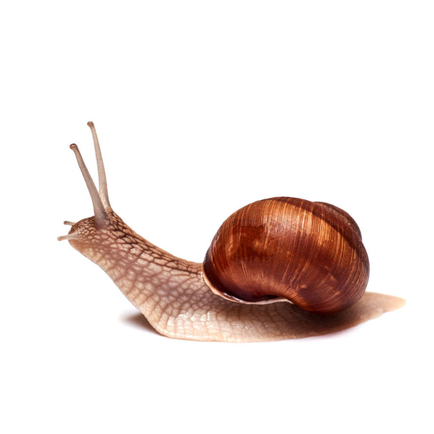 Snail on a white background. Isolated. - Foto, Imagen