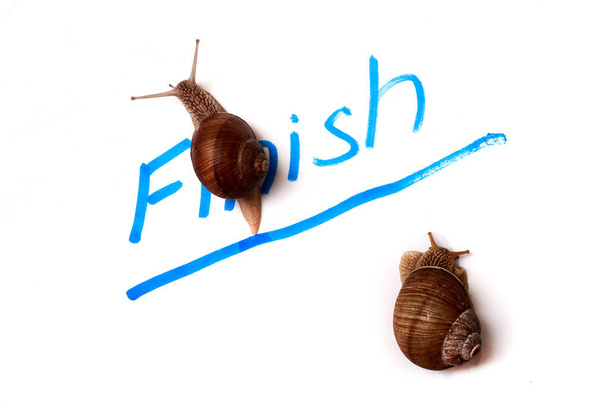 snail race. The snail crosses the finish line. Isolated on a white background. - Φωτογραφία, εικόνα