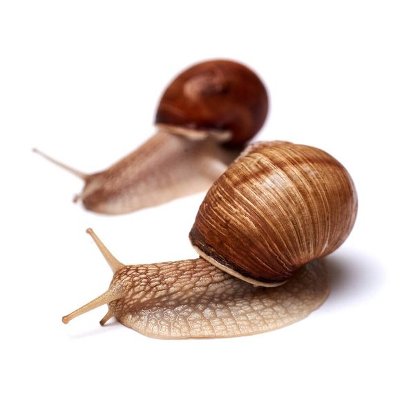 Two snails on a white background. Isolated. The concept of relationships, teamwork. - Φωτογραφία, εικόνα