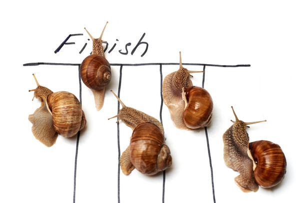 Snail Race. The snail crosses the finish line. Competition, competition concept. Isolated on a white background. - Foto, afbeelding