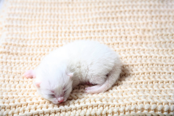 Newborn little kittens for the first time suck a cats milk with eyes closed. Little albino kittens are completely white. The cat gave birth to kittens and sleeps with them. - Photo, Image