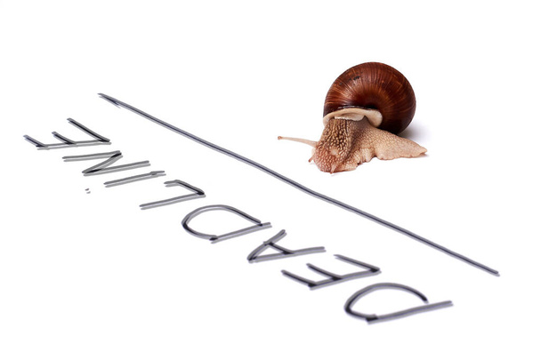Deadline concept. The snail has crawled to the deadline. Isolated on white background. - 写真・画像