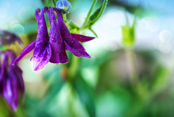 Selective focus of purple of Aquilegia vulgaris in the garden. - Photo, Image