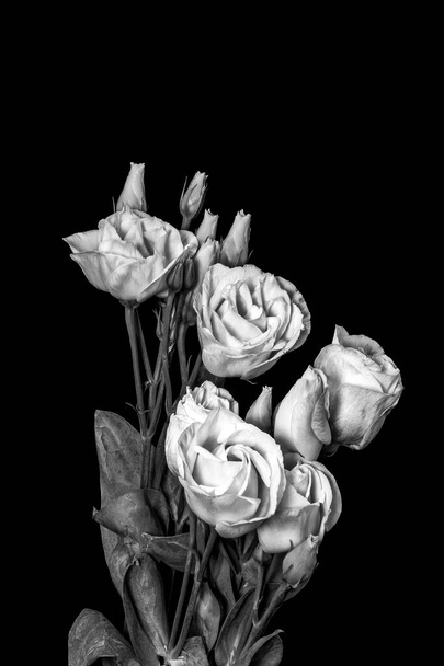 szüret fehér showy préri gentian csokor makró fekete háttér - Fotó, kép