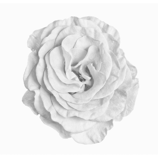 Monochrom weiße Rosenblüte mit Regentropfen Makro auf weißem Hintergrund - Foto, Bild