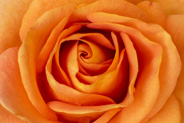 lebendige orange Rosenblüte Herz mit Regentropfen Makro  - Foto, Bild