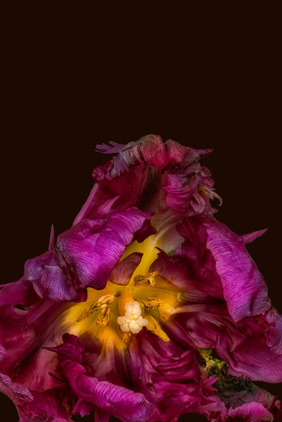 macro surrealista de una flor de tulipán de loro rojo sobre fondo marrón - Foto, Imagen