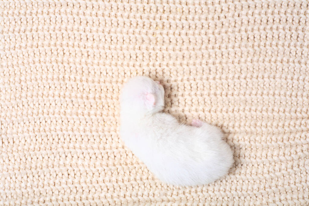 Neugeborene kleine Kätzchen saugen zum ersten Mal mit geschlossenen Augen Katzenmilch. Kleine Albino-Kätzchen sind komplett weiß. Die Katze brachte Kätzchen zur Welt und schläft mit ihnen. - Foto, Bild