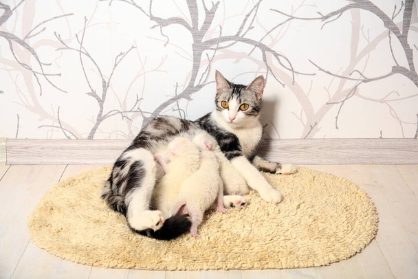 Los gatitos recién nacidos por primera vez chupan la leche de los gatos con los ojos cerrados. Los gatitos albinos son completamente blancos. El gato dio a luz a gatitos y duerme con ellos.. - Foto, imagen