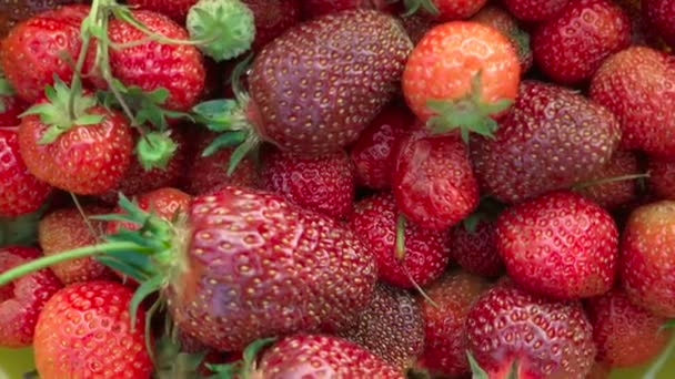 Shooting of plucked red ripe strawberries in summer - Footage, Video